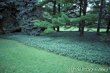 Vinca minor