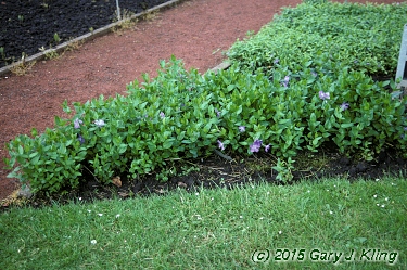 Vinca minor