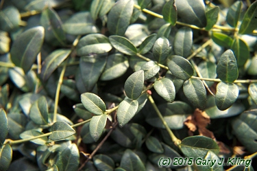Vinca minor