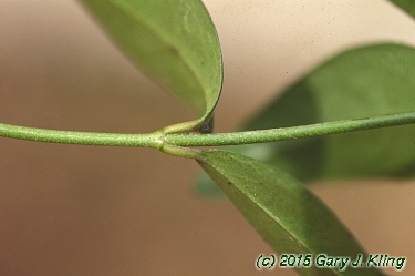Vinca minor