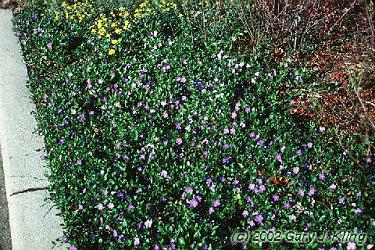 Vinca minor