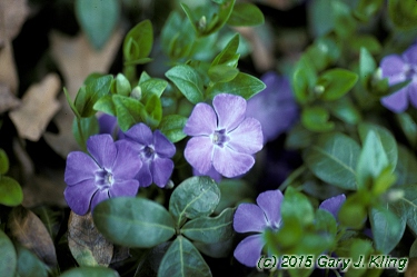 Vinca minor