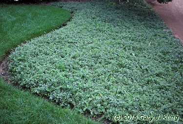 Vinca minor 'Ralph Shugert'