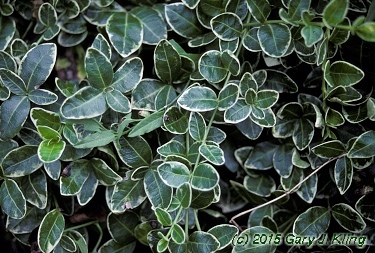 Vinca minor 'Ralph Shugert'