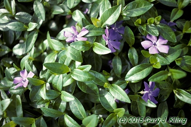 Vinca minor