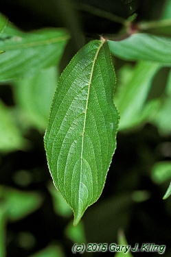 Weigela florida 'White Knight'