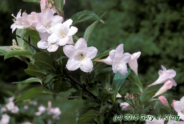 Weigela florida 'White Knight'