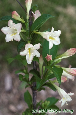 Weigela florida 'White Knight'