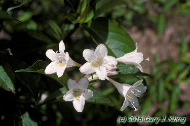 Weigela florida 'White Knight'