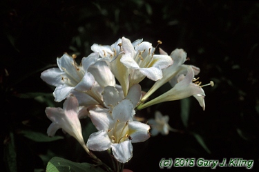Weigela florida 'White Knight'