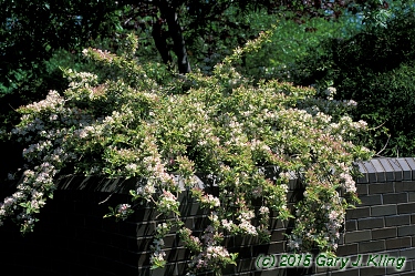 Weigela florida 'Variegata Nana'