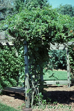 Wisteria macrostachya