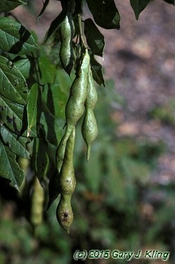 Wisteria macrostachya
