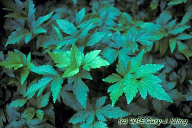 Xanthorhiza simplicissima