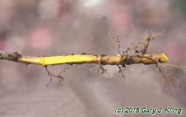 Xanthorhiza simplicissima