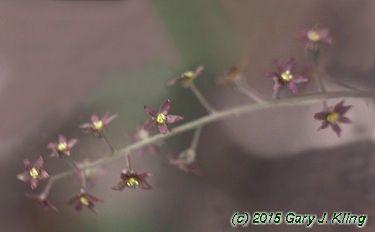Xanthorhiza simplicissima