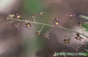 Xanthorhiza simplicissima