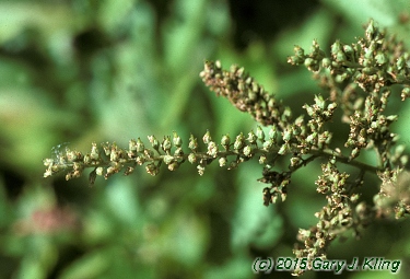 Xanthorhiza simplicissima
