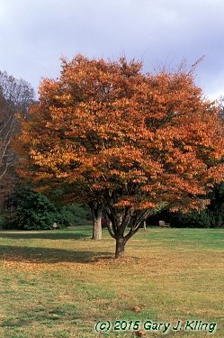 Zelkova serrata
