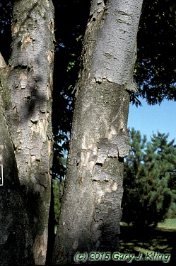Zelkova serrata