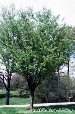 Zelkova serrata