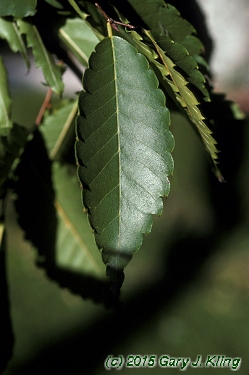 Zelkova serrata
