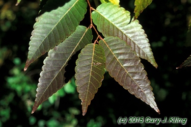 Zelkova serrata