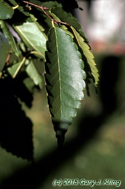 Zelkova serrata