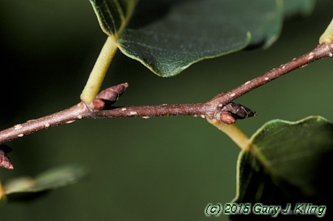 Zelkova serrata
