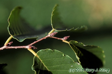 Zelkova serrata