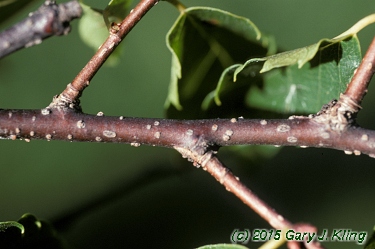Zelkova serrata