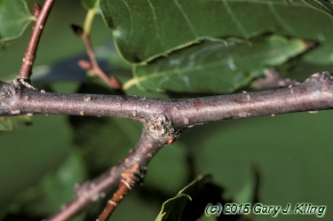 Zelkova serrata