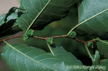 Zelkova serrata