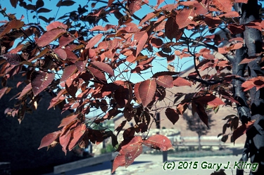 Zelkova serrata