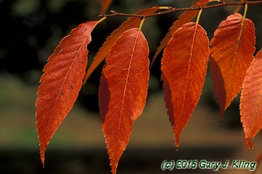 Zelkova serrata