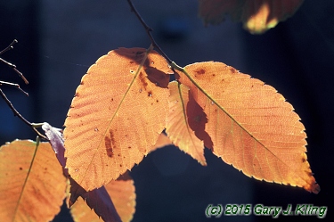 Zelkova serrata
