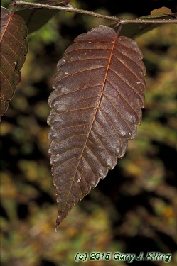 Zelkova serrata