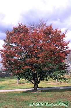 Zelkova serrata