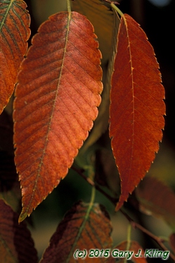 Zelkova serrata