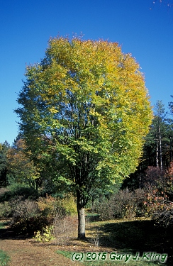 Zelkova serrata
