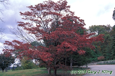 Zelkova serrata