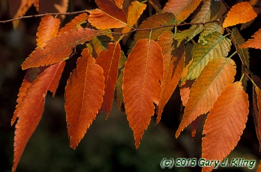 Zelkova serrata