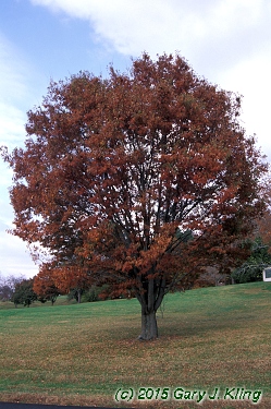 Zelkova serrata