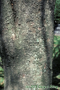 Zelkova serrata