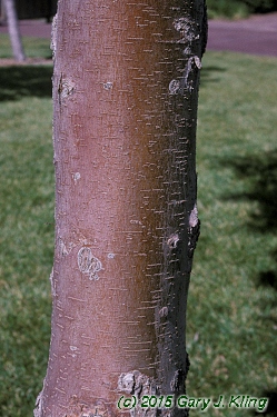 Zelkova serrata