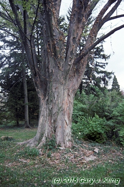 Zelkova serrata