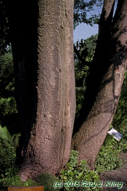 Zelkova serrata