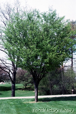 Zelkova serrata 'Village Green'